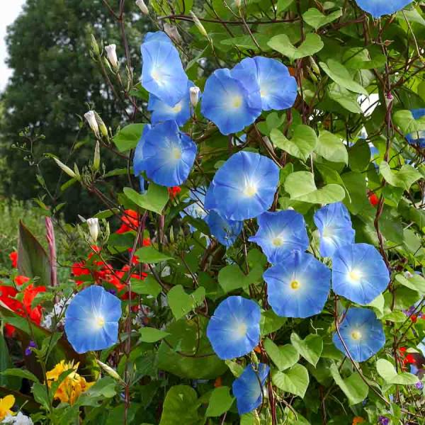 Fleurs - Ipomée grande fleur bleue - face recto